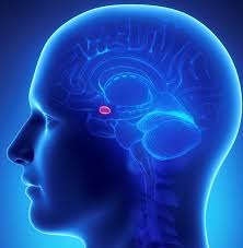 پاورپوینت بررسی نقش هوش هیجانی در پرستاری